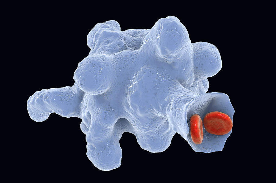 Parasitic Amoeba Entamoeba Histolytica Photograph By Kateryna Konscience Photo Library 7505