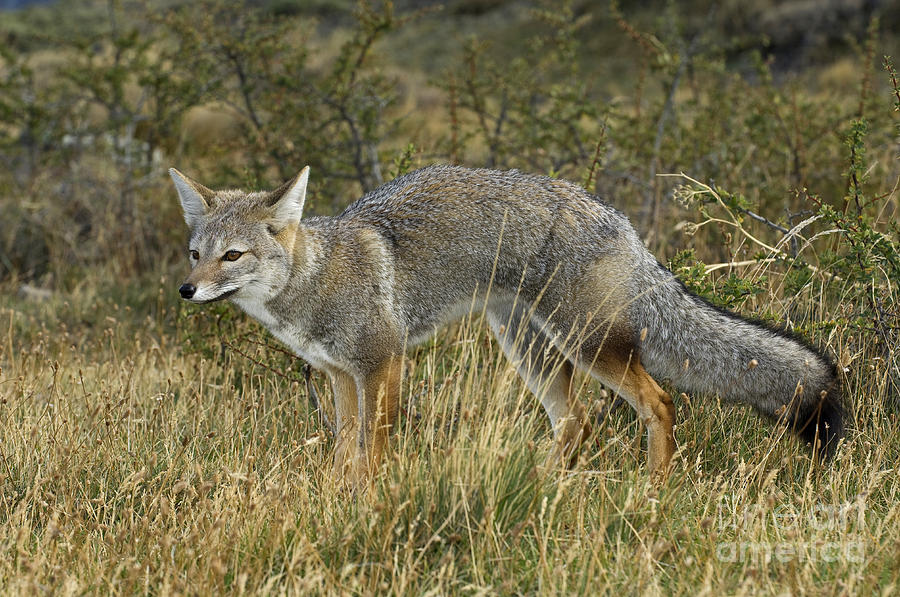 Patagonia Grey Fox #10 Photograph by John Shaw
