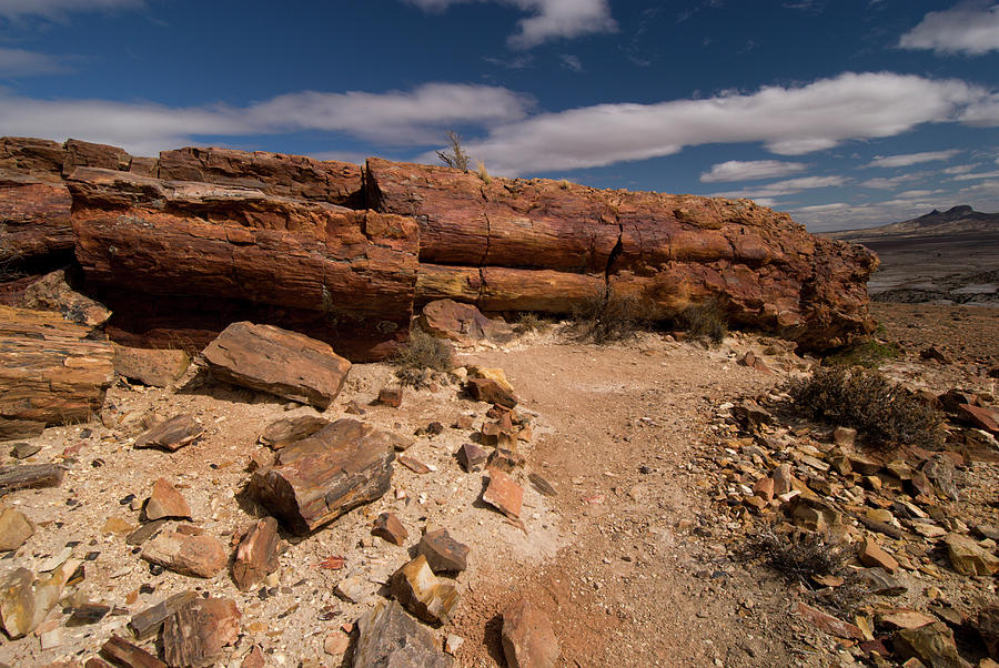 Petrified Forest, Monumento Nacional Photograph By Javier Etcheverry 