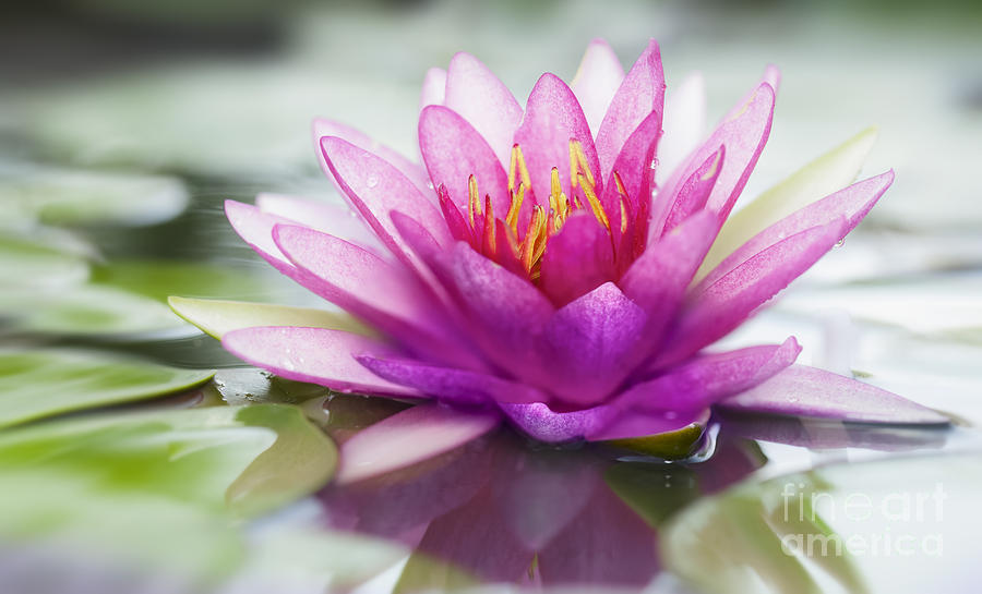 Abstract Photograph - Pink lotus #10 by Anek Suwannaphoom