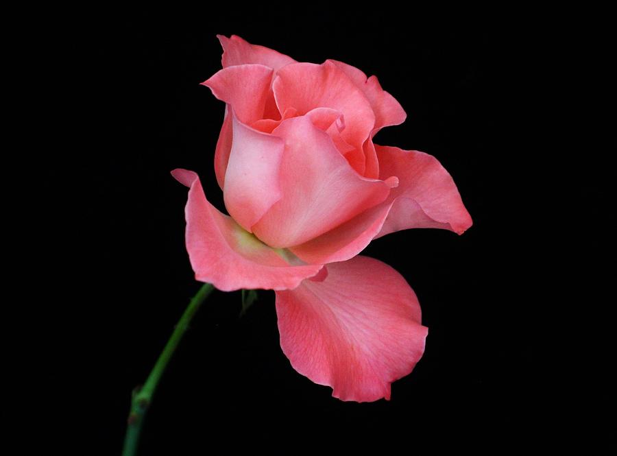 Flower Photograph - Pink Rose #10 by Carol Welsh