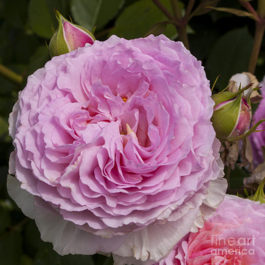 Salem Photograph - Pink Rose #10 by M J