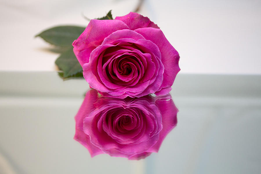 Pink rose #10 Photograph by Susan Jensen