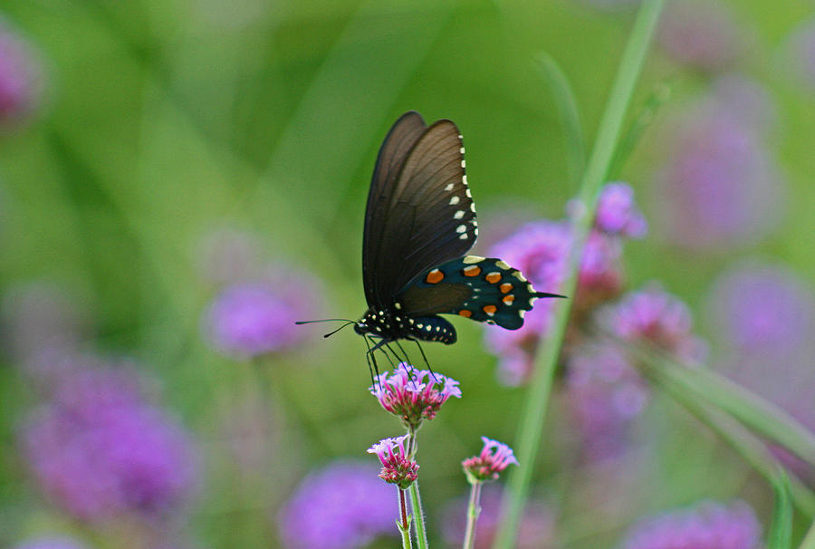 Pipevine Swallowtail Butterfly Photograph