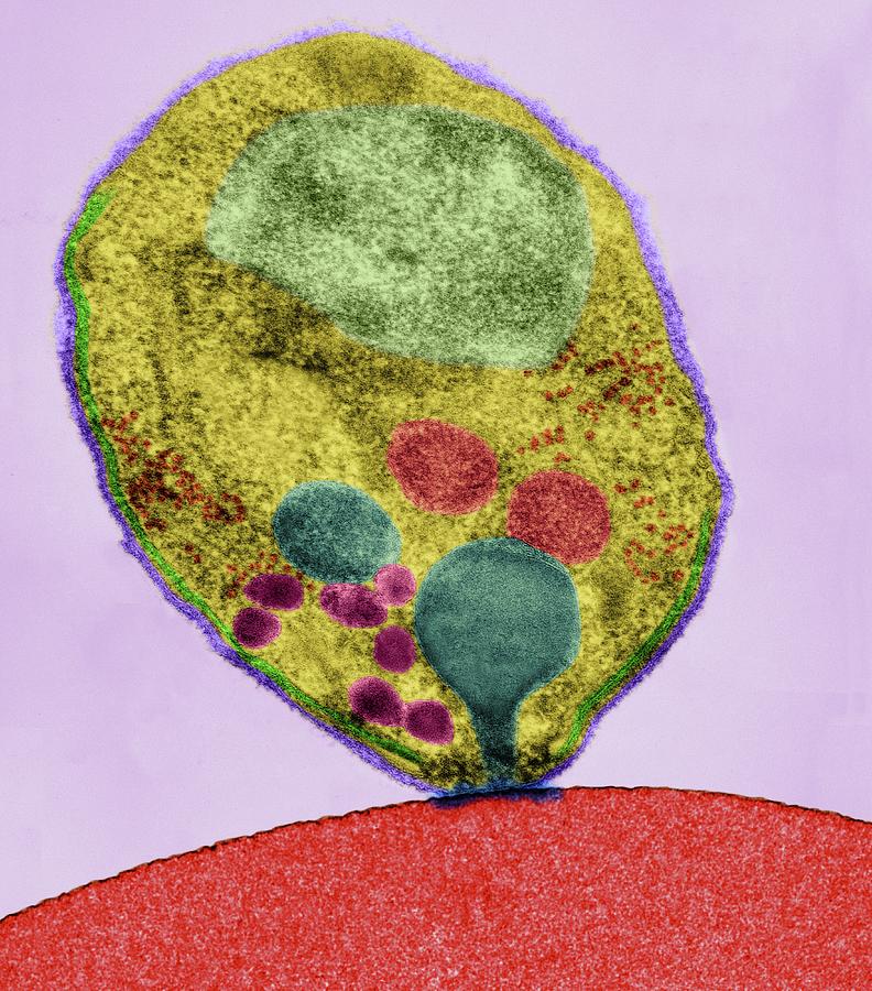 Plasmodium Falciparum #10 Photograph by Dennis Kunkel Microscopy/science Photo Library