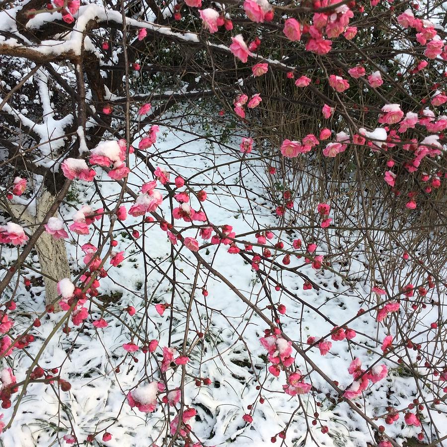 Plum Blossom In The Snow Photograph By Yinguo Huang Pixels