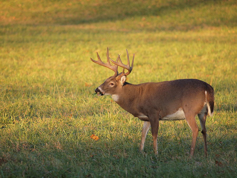 10 Point Photograph by Tommy Ogle - Fine Art America