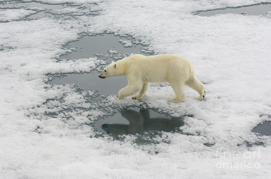 Polar Bear Crossing Ice Floe #10 Photograph by John Shaw