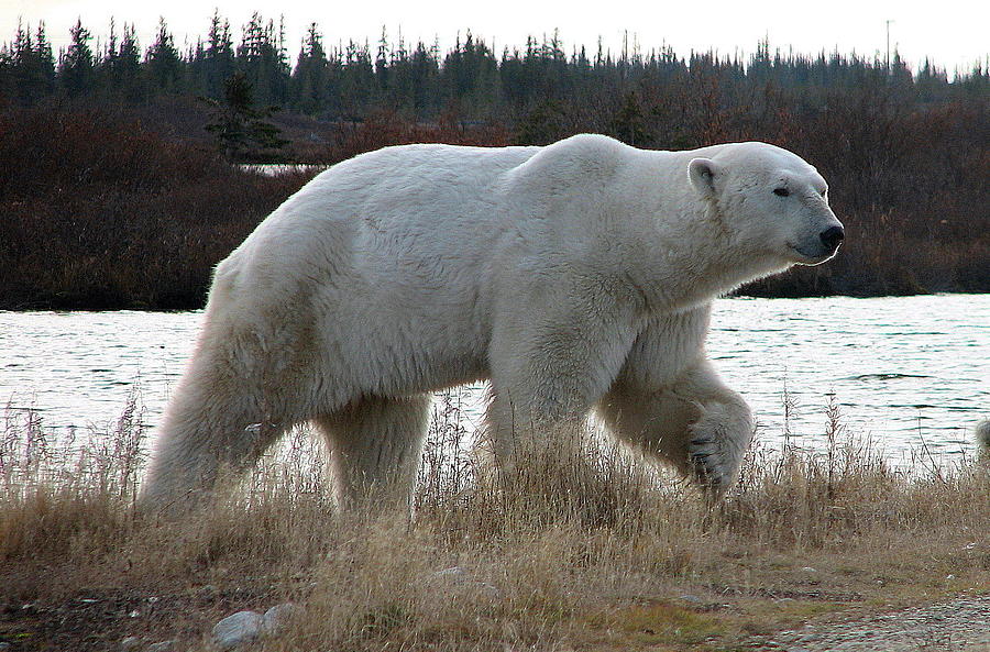 Polar Bear #10 Photograph by David Matthews