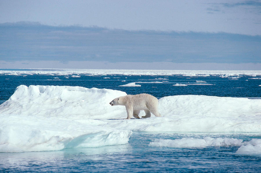Polar Bear Ursus Maritimus #10 Photograph by Dan Guravich