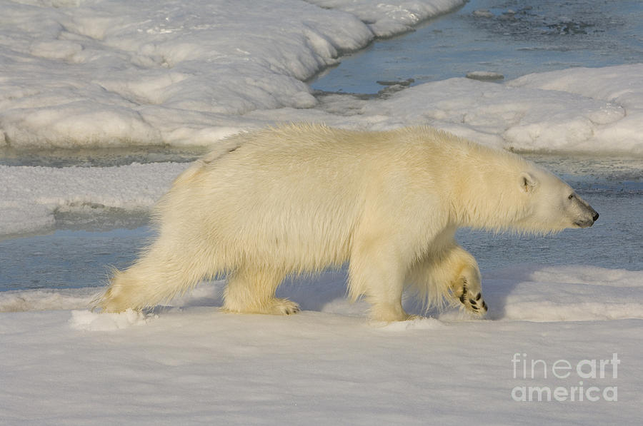 Polar Bear Walking On Ice #10 Photograph by John Shaw