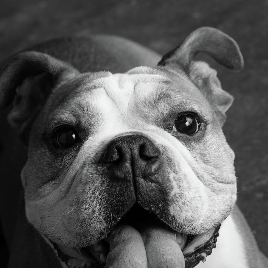 Portrait Of An English Bulldog Photograph by Animal Images - Fine Art ...