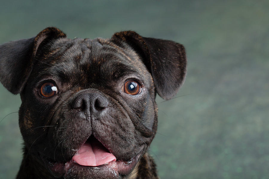 Portrait Of Pug Bulldog Mix Dog Photograph by Animal Images - Pixels