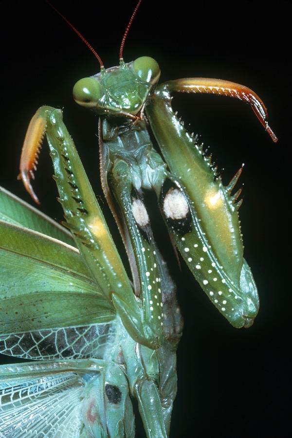 Praying Mantis #10 Photograph by Perennou Nuridsany