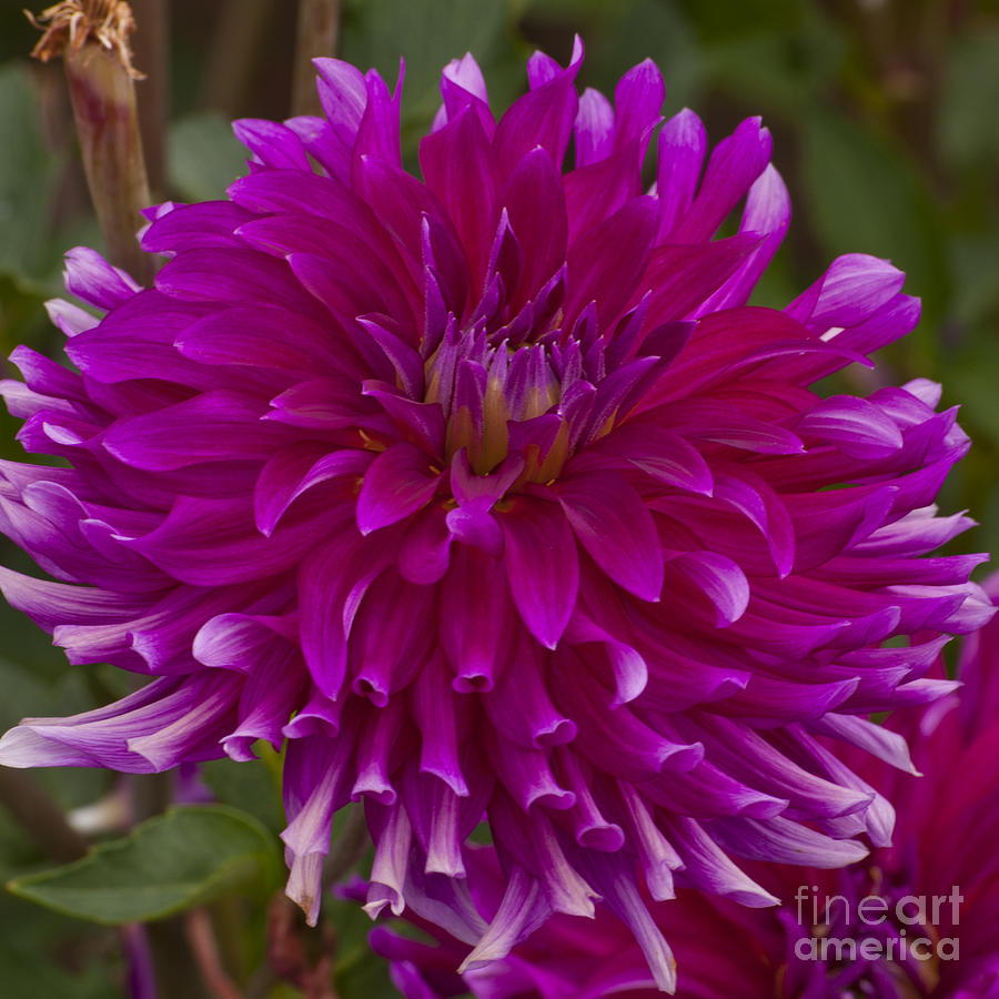 Flowers Still Life Photograph - Purple Dahlia #10 by M J