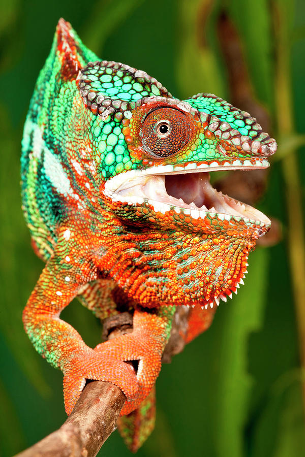 Rainbow Panther Chameleon, Fucifer Photograph by David Northcott | Fine