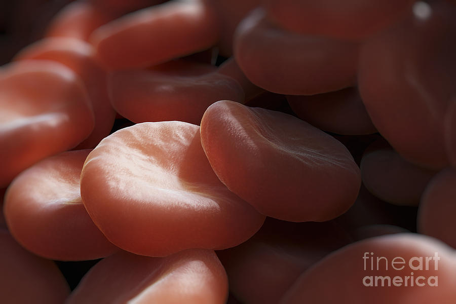 Red Blood Cells #10 Photograph by Science Picture Co