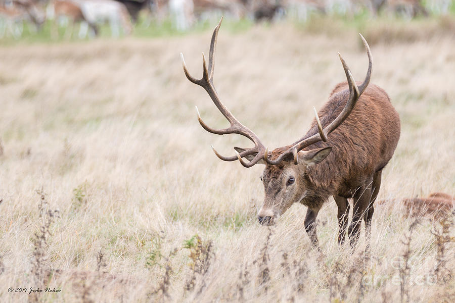 10 Red Deer Photograph by Jivko Nakev