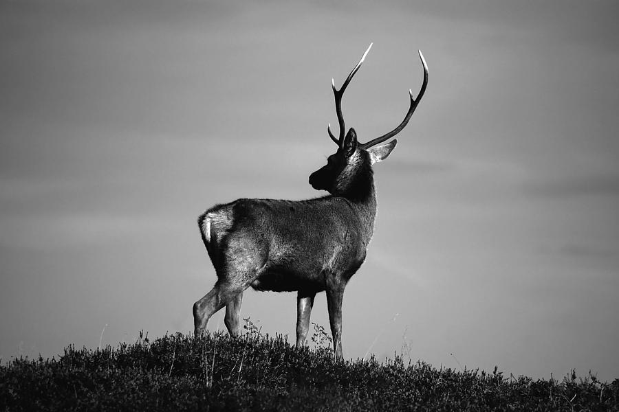 Red deer stag #10 Photograph by Gavin macrae