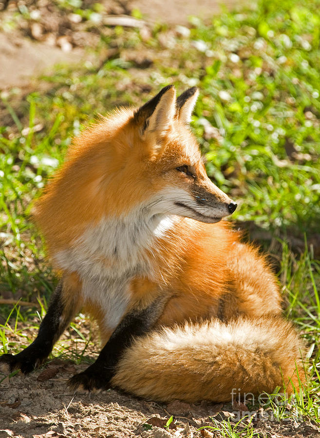 Fox Photograph - Red Fox #10 by Millard H. Sharp