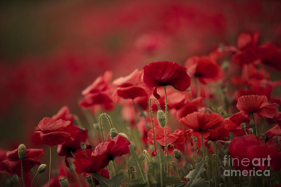 Poppy Photograph - Red #10 by Nailia Schwarz
