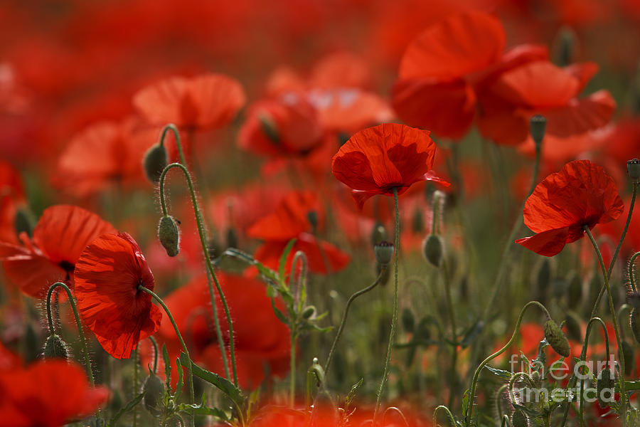 Poppy Photograph - Red Poppy Flowers #10 by Nailia Schwarz
