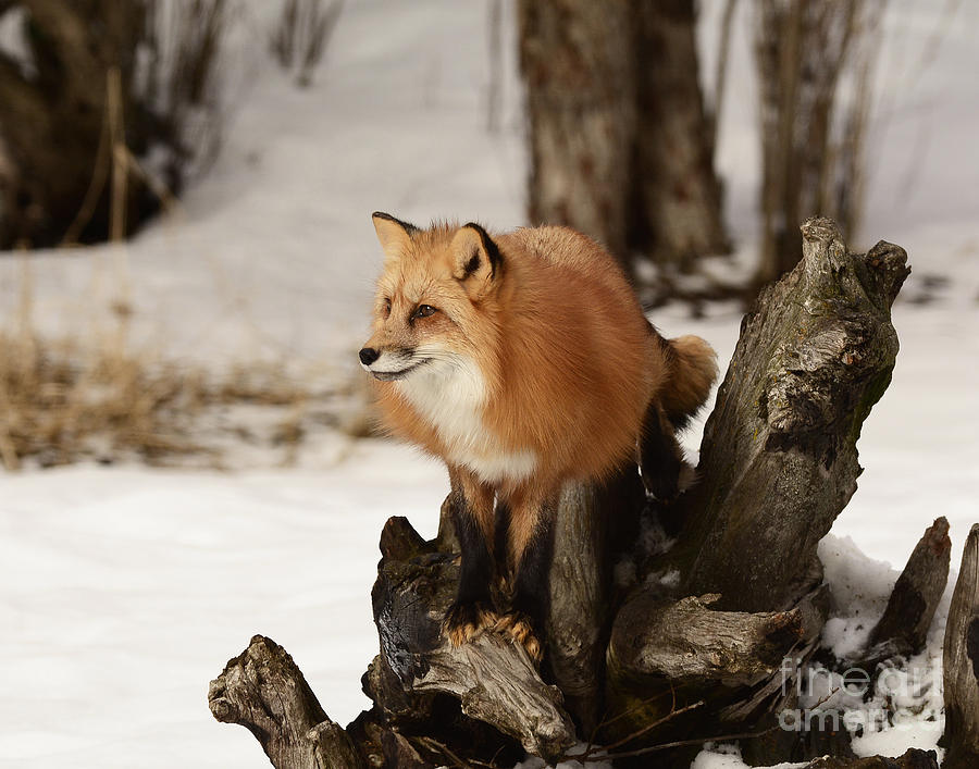 Red Tailed Fox #1 Photograph by Dennis Hammer
