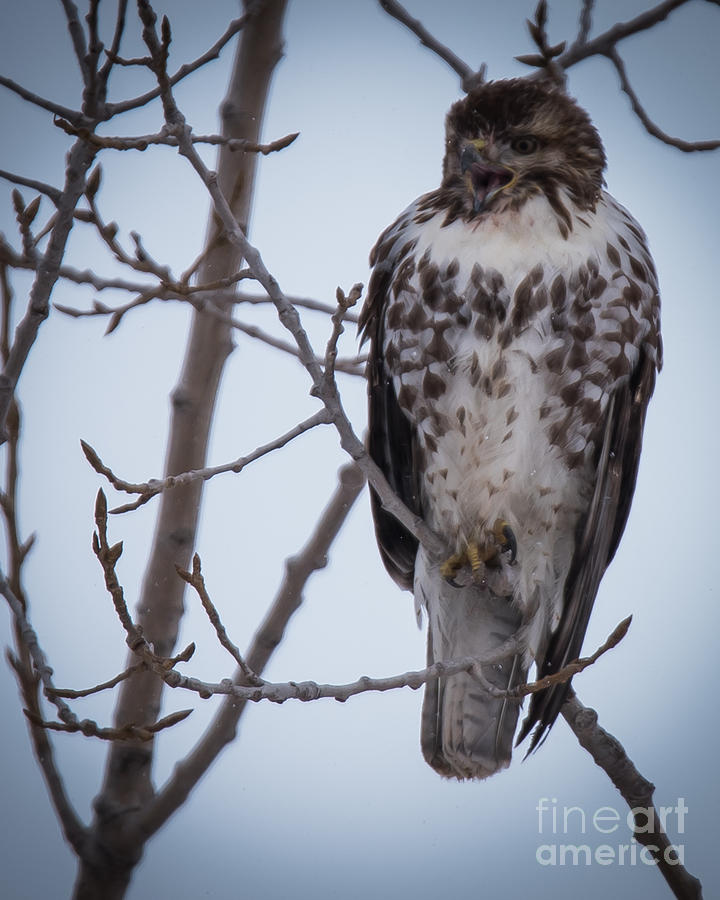 Red-tailed Hawk #10 Photograph by Ronald Grogan