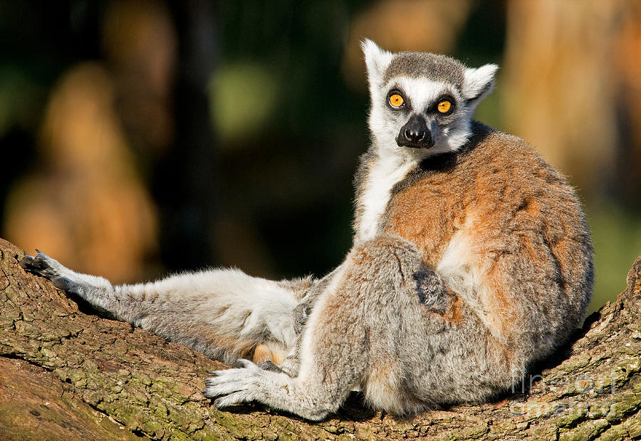 Ring Tailed Lemur #10 Photograph by Millard H. Sharp
