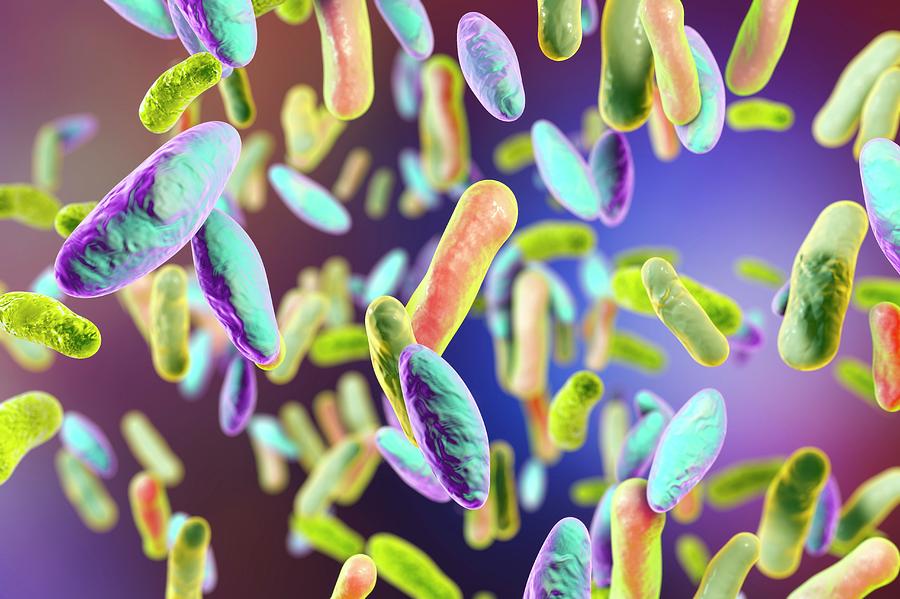 Brucella Bacteria Photograph By Kateryna Konscience Photo Library 