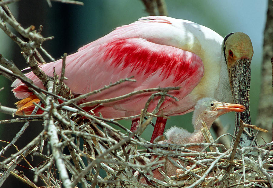 Roseate Spoonbill With Young #10 Photograph by Millard H. Sharp