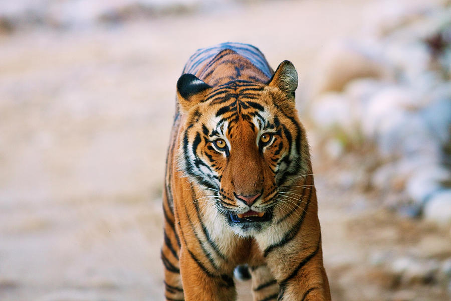 Royal Bengal Tiger (male by Jagdeep Rajput