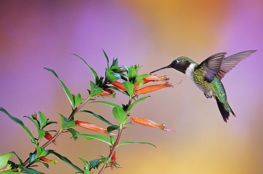 Ruby-throated Hummingbird (archilochus Photograph by Richard and Susan ...