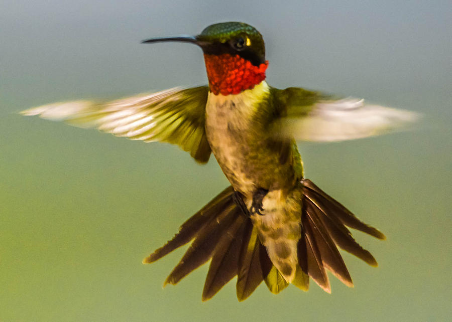Ruby-throated hummingbird #10 Photograph by Brian Stevens
