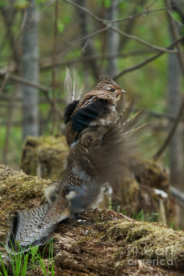 Ruffed Grouse Courtship Display #10 Photograph by Linda Freshwaters Arndt
