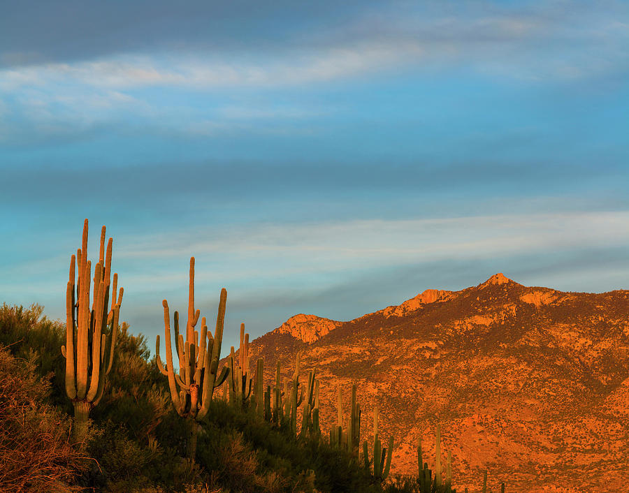 Nature Photograph - Saguaro Cactus Carnegiea Gigantea #10 by Panoramic Images