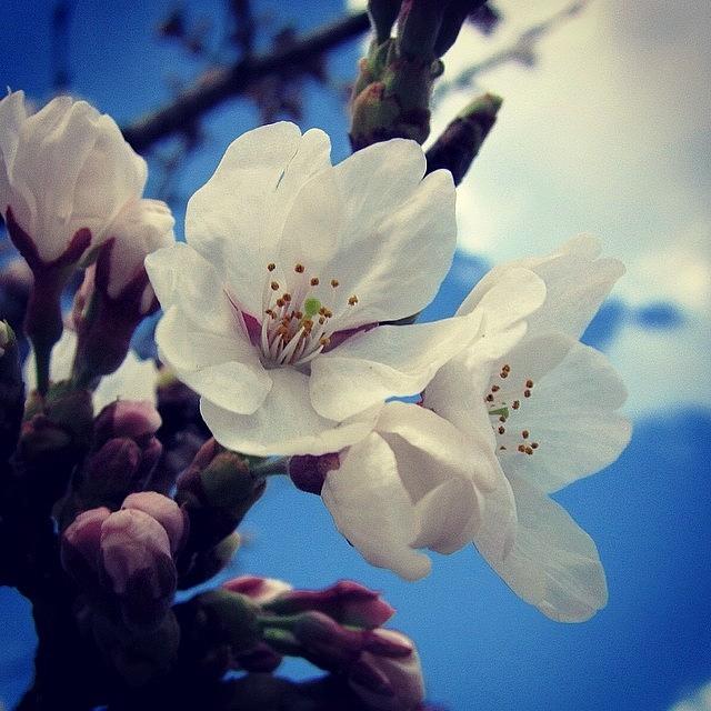 Nature Photograph - #sakura #cherry #blossoms #10 by Yukiko Nobeno