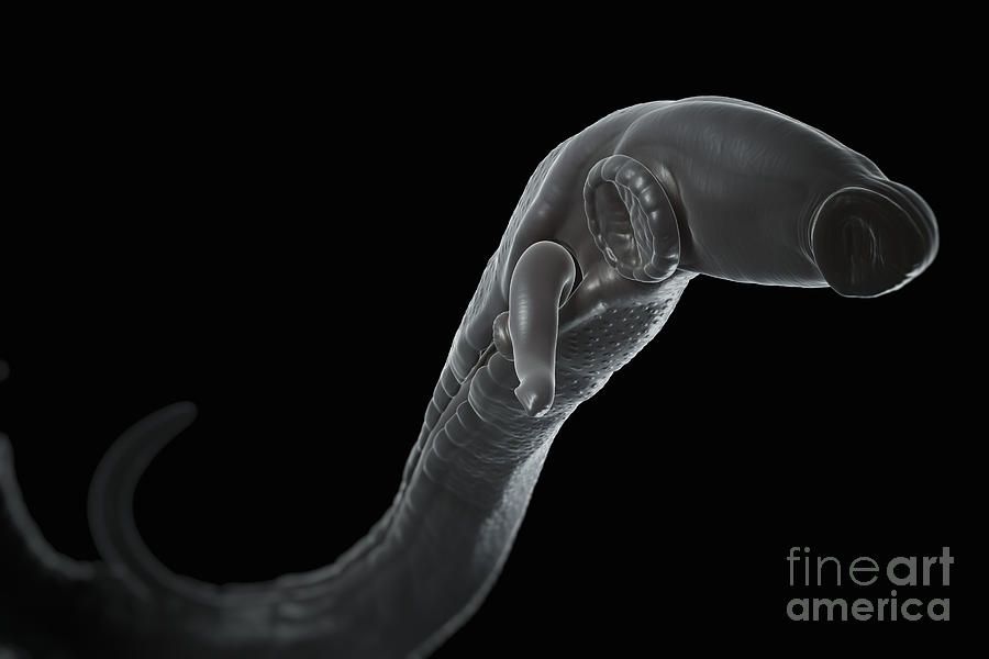 Schistosoma Parasite Worm #10 Photograph by Science Picture Co