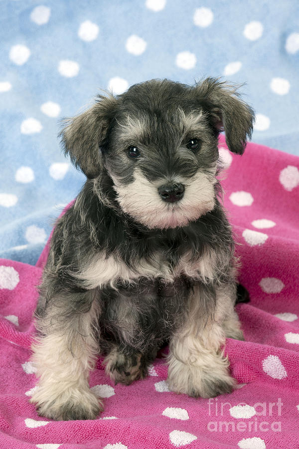 Schnauzer Puppy Dog #15 Photograph by John Daniels - Pixels