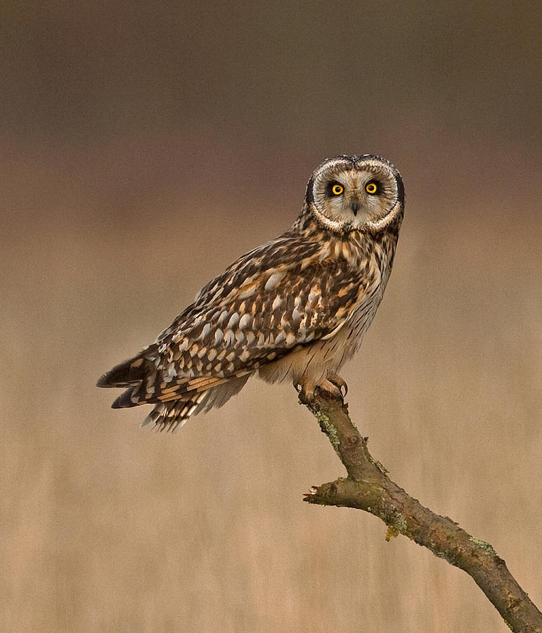 Bird Photograph - Short Eared Owl #10 by Paul Scoullar