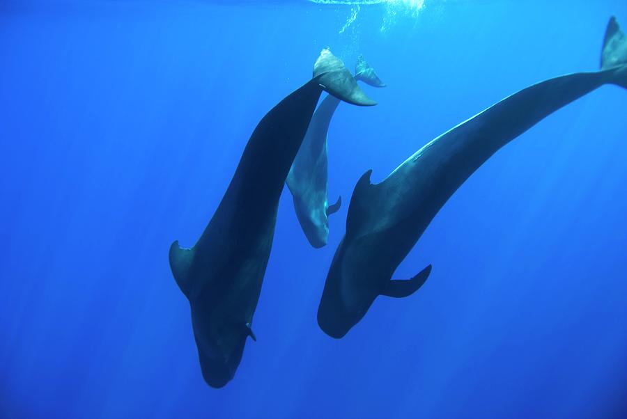 Short-finned Pilot Whales #10 Photograph by Christopher Swann/science Photo Library