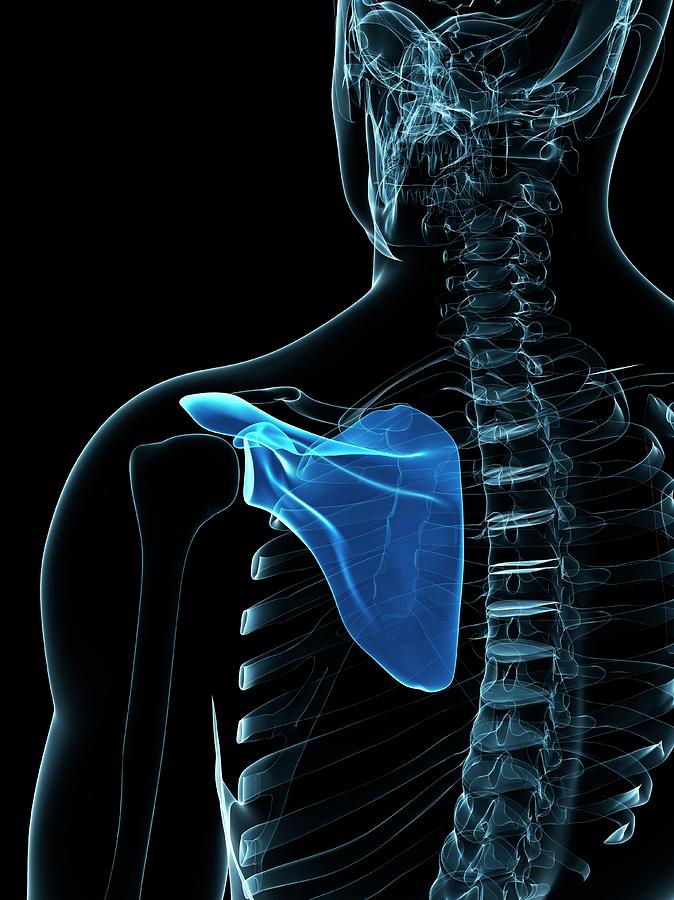 Shoulder Blade Photograph by Sciepro/science Photo Library | Fine Art ...