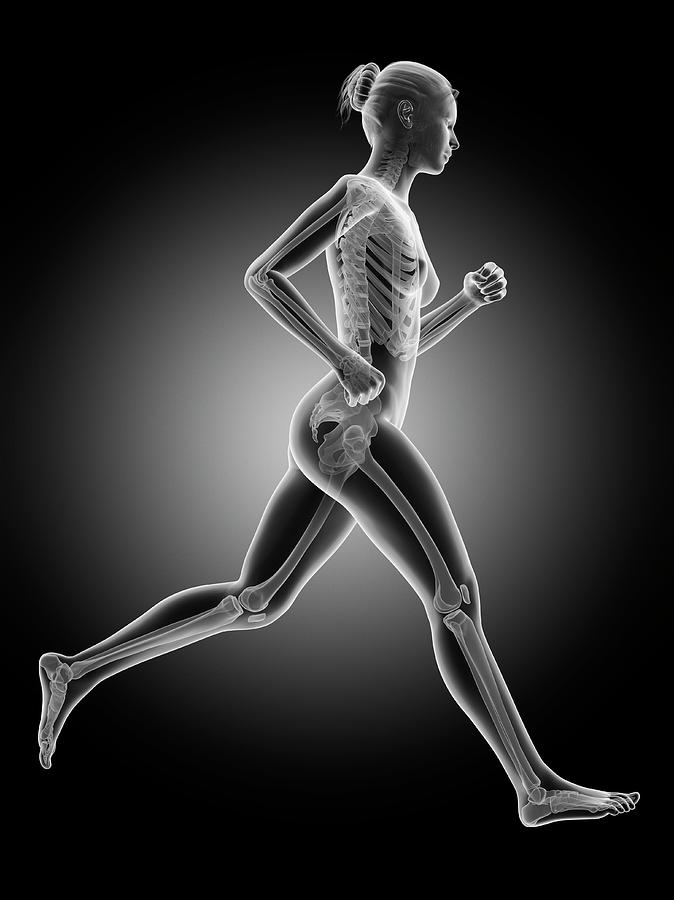 Skeletal System Of A Runner #10 Photograph by Sebastian Kaulitzki