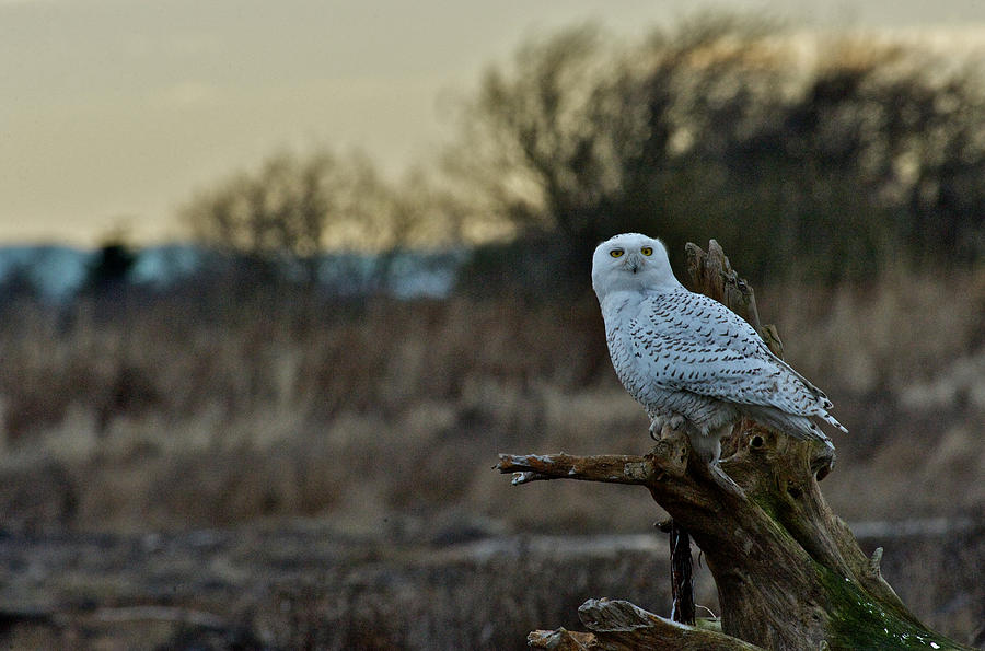 Snowy Owl #1 Photograph by Hisao Mogi