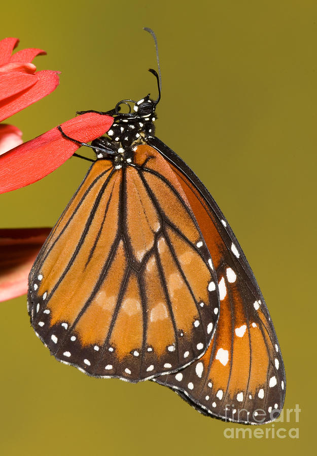 Soldier Butterfly Danaus Eresimus #10 Photograph by Millard H. Sharp