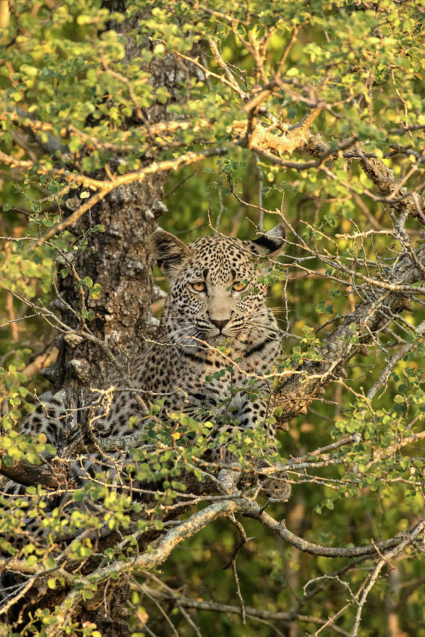 Leopard Photograph - South Africa, Sabi Sabi Private Game #10 by Jaynes Gallery