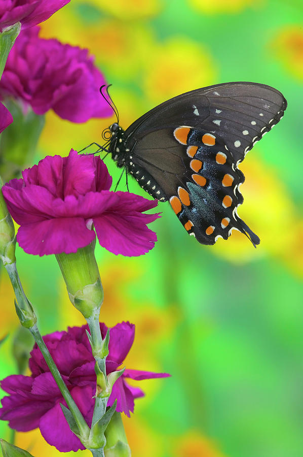 Butterfly Photograph - Spicebush Swallowtail Butterfly #10 by Darrell Gulin