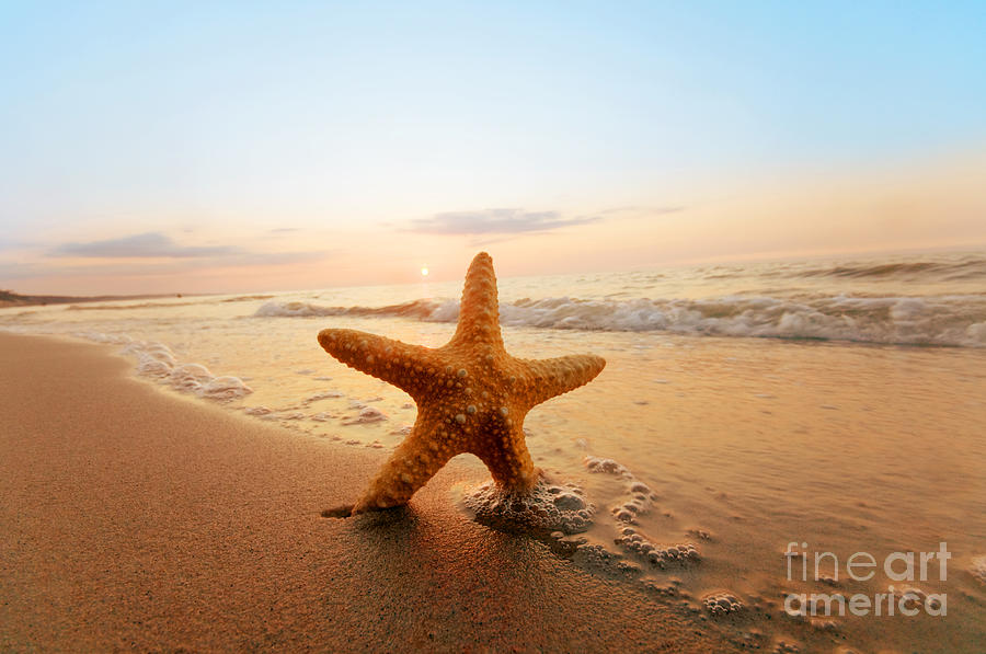 Fish Photograph - Starfish #10 by Michal Bednarek