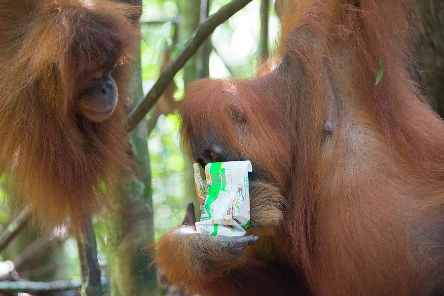 Wildlife Photograph - Sumatran Orangutan #10 by Scubazoo