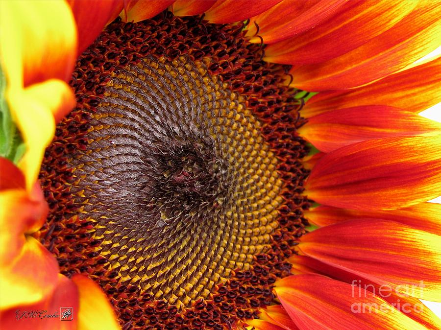 Sunflower Photograph - Sunflower from the Color Fashion Mix #10 by J McCombie